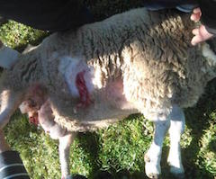 Los lobos matan a varias ovejas en El Pino de Aller y atacan a un perro en Lena